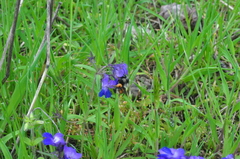 Bombus vancouverensis vancouverensis