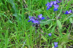 Bombus vancouverensis vancouverensis