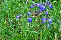 Bombus vancouverensis vancouverensis
