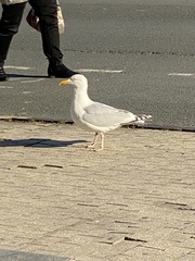 Larus argentatus