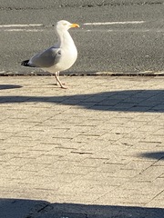 Larus argentatus