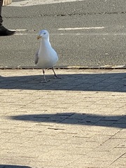 Larus argentatus