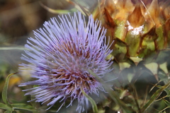 Cynara cardunculus
