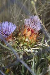 Cynara cardunculus