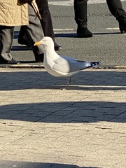Larus argentatus