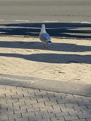 Larus argentatus