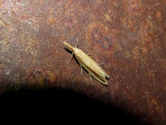 Donacaula mucronella