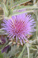 Cynara cardunculus