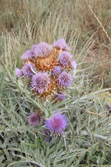 Cynara cardunculus