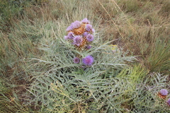 Cynara cardunculus