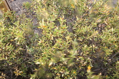 Chuquiraga avellanedae