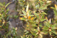 Chuquiraga avellanedae