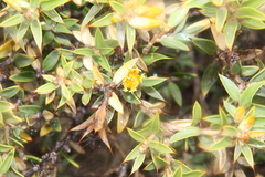 Chuquiraga avellanedae