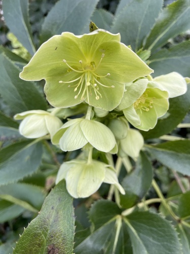 Corsican Hellebore