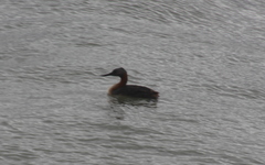 Podiceps major