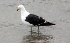 Larus dominicanus