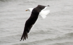 Larus dominicanus