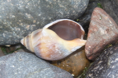 Buccinastrum deforme