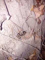 Centruroides fulvipes