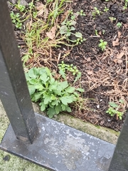 Erigeron karvinskianus