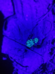 Centruroides fulvipes