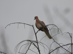 Streptopelia senegalensis