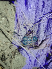 Centruroides fulvipes