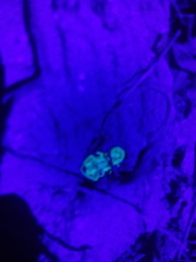 Centruroides fulvipes