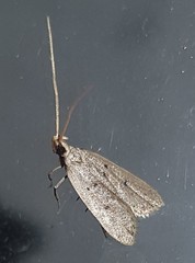 Lecithocera imprudens