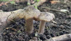 Entoloma clypeatum