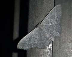Idaea eretmopus
