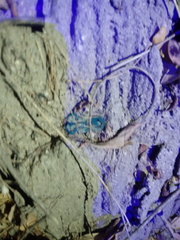 Centruroides fulvipes