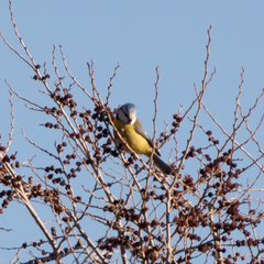 Cyanistes caeruleus
