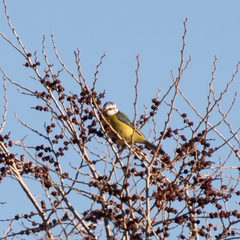 Cyanistes caeruleus