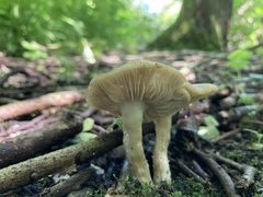 Entoloma clypeatum
