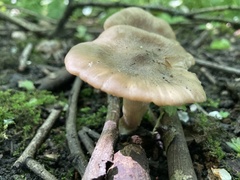 Entoloma clypeatum