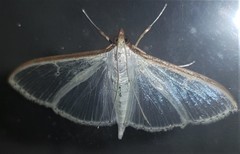 Palpita margaritacea