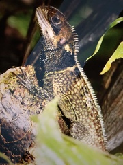 Enyalioides heterolepis