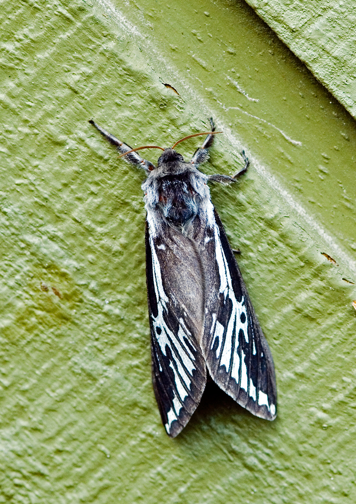 Penneshaw Ghost Moth