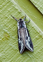 Abantiades penneshawensis