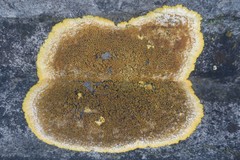 Variospora aurantia