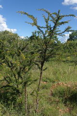 Vachellia permixta