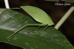 Phylloptera fosteri