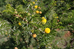 Vachellia permixta