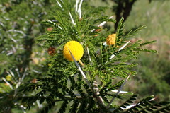 Vachellia permixta