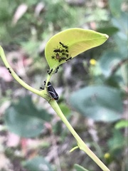 Eurymeloides bicincta