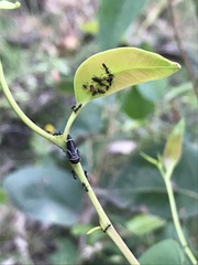 Eurymeloides bicincta