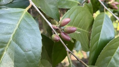Prunus zippeliana
