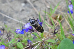 Selatosomus suckleyi