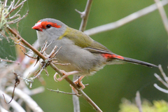 Red-Browed Finch photo 5